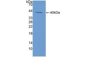 ECF Antikörper  (AA 24-97)