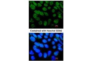 ICC/IF Image Immunofluorescence analysis of paraformaldehyde-fixed Human ESC, using NR5A2, antibody at 1:400 dilution. (NR5A2 + LRH1 antibody)