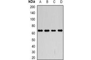 Western blot analysis of CD98 expression in SW480 (A), SKOV3 (B), mouse kidney (C), mouse lung (D) whole cell lysates. (SLC3A2 antibody)