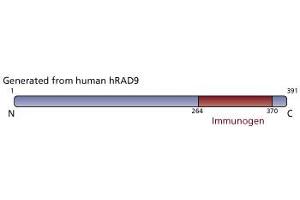 Image no. 3 for anti-RAD9 Homolog A (S. Pombe) (RAD9A) (AA 264-370) antibody (ABIN968473) (RAD9A antibody  (AA 264-370))