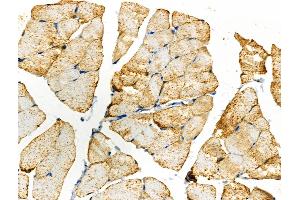 ABIN6261379 and ABIN6266779 at 1/100 staining Rat muscle tissue by IHC-P.