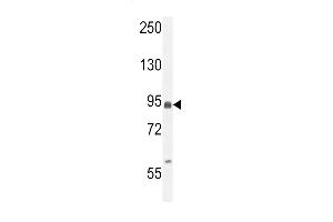 EFHB Antibody (N-term) (ABIN654858 and ABIN2844520) western blot analysis in MCF-7 cell line lysates (35 μg/lane). (EFHB antibody  (N-Term))