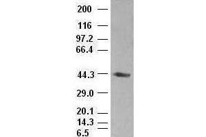 A1AT antibody (1C2) at 1:1000 dilution + lysates from HEK-293T transfected with human A1AT expression vector
