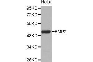 Western blot analysis of extracts of HeLa cell lines, using BMP2 antibody. (BMP2 antibody)
