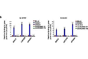 Chromatin Immunoprecipitation (ChIP) image for anti-Runt-Related Transcription Factor 1 (RUNX1) (AA 221-480) antibody (ABIN6147309)