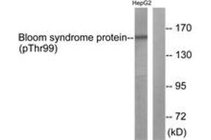 Western blot analysis of extracts from HepG2 cells, using Bloom Syndrome (Phospho-Thr99) Antibody. (Bloom Syndrome (AA 65-114), (pThr99) antibody)