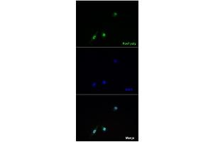 Immunofluorescence -- Sample Type: Overexpression of Pax7 in C2C12 cellsDilution: 1:100 (PAX7 antibody  (Middle Region))