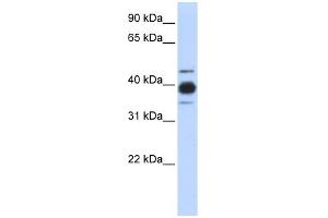 WB Suggested Anti-HNRNPC Antibody Titration: 0. (HNRNPC antibody  (Middle Region))