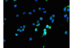 Immunofluorescent analysis of 293T cells using ABIN7162230 at dilution of 1:100 and Alexa Fluor 488-congugated AffiniPure Goat Anti-Rabbit IgG(H+L) (OPALIN antibody  (AA 51-141))