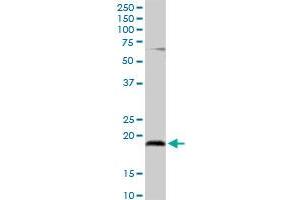 UBE2G2 MaxPab rabbit polyclonal antibody. (UBE2G2 antibody  (AA 1-137))