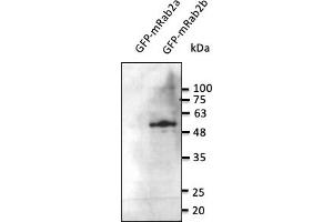 Western Blotting (WB) image for anti-RAB2B, Member RAS Oncogene Family (RAB2B) (C-Term) antibody (ABIN6254189)