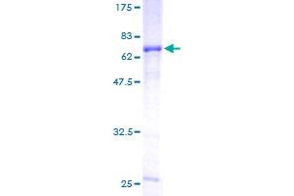 Follistatin Protein (FST) (AA 1-344) (GST tag)
