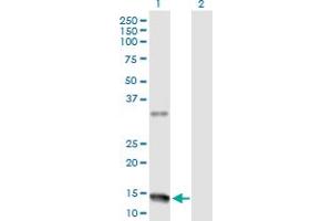 Western Blot analysis of NMU expression in transfected 293T cell line by NMU MaxPab polyclonal antibody. (Neuromedin U antibody  (AA 1-174))