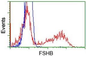 HEK293T cells transfected with either RC214616 overexpress plasmid (Red) or empty vector control plasmid (Blue) were immunostained by anti-FSHB antibody (ABIN2453050), and then analyzed by flow cytometry. (FSHB antibody)