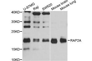Western blot analysis of extracts of various cell lines, using RAP2A antibody (ABIN1874550) at 1:1000 dilution. (RAP2A antibody)