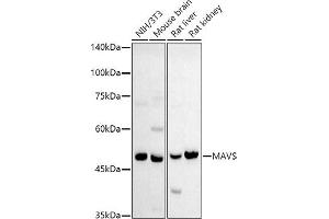 Western blot analysis of extracts of various cell lines, using MAVS antibody (ABIN6132297, ABIN6143583, ABIN6143584 and ABIN6221441) at 1:500 dilution. (MAVS antibody  (AA 1-65))