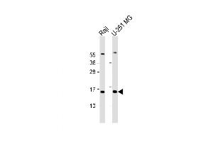 Western Blot at 1:2000 dilution Lane 1: Raji whole cell lysate Lane 2: U-251 MG whole cell lysate Lysates/proteins at 20 ug per lane. (NT5C antibody  (AA 27-60))