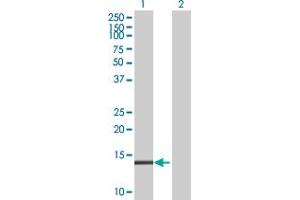 Western Blot analysis of TMEM42 expression in transfected 293T cell line by TMEM42 MaxPab polyclonal antibody. (TMEM42 antibody  (AA 1-159))