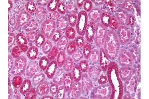 Anti-Aldolase antibody IHC of human kidney, tubules. (ALDOA antibody)