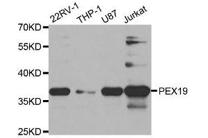 Western blot analysis of extracts of various cell lines, using PEX19 antibody. (PEX19 antibody  (AA 1-299))