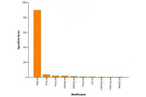 Histone H4K8ac antibody (mAb) specificity tested by peptide array analysis.