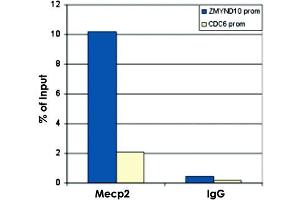 ChIP results obtained with the MECP2 polyclonal antibody .