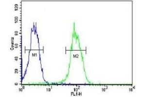 KDR antibody flow cytometric analysis of MDA-MB435 cells (green) compared to a negative control (blue). (VEGFR2/CD309 antibody  (AA 1153-1182))