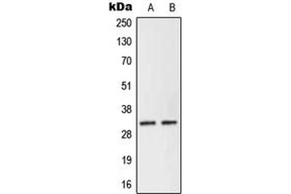 NEURL2 antibody  (Center)