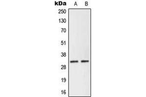 Western blot analysis of NEURL2 expression in Human Placenta (A), KNRK (B) whole cell lysates. (NEURL2 antibody  (Center))