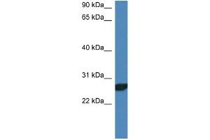 WB Suggested Anti-Ndfip2 Antibody   Titration: 1.