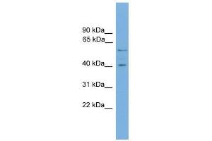 Western Blot showing EDIL3 antibody used at a concentration of 1-2 ug/ml to detect its target protein. (EDIL3 antibody  (N-Term))