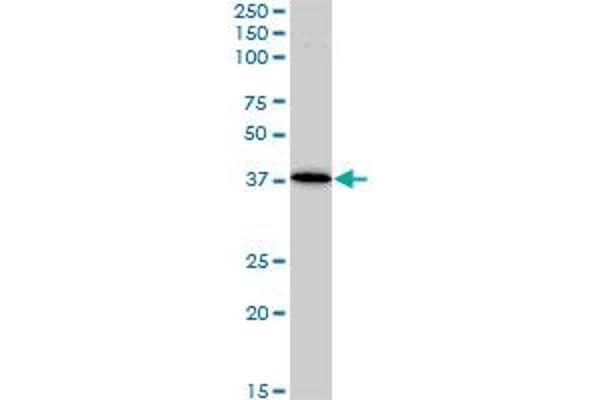 BAG1 antibody  (AA 241-345)