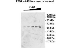 Western Blot analysis of Mouse C2C12 cell lysate showing detection of DUX4 protein using Mouse Anti-DUX4 Monoclonal Antibody, Clone P2B1 (ABIN863109). (DUX4 antibody  (C-Term))
