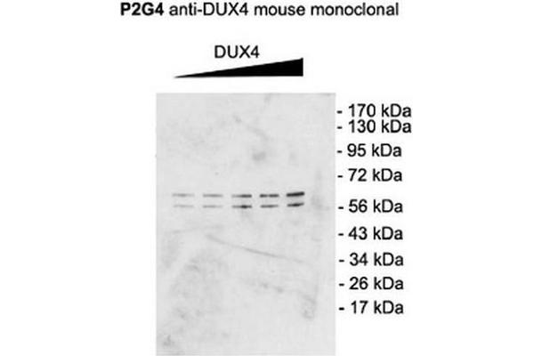 DUX4 抗体  (C-Term)