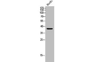 Western Blot analysis of HUVEC cells using Olfactory receptor 5P2 Polyclonal Antibody (OR5P2 antibody  (Internal Region))