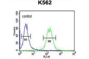Flow cytometry analysis of K562 cells using GALR1 Antibody (Center) Cat. (Galanin Receptor 1 antibody  (Middle Region))