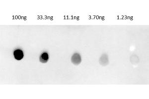 Dot Blot of Anti-Rabbit IgG Antibody680 Conjugate Dot Blot results of Donkey Anti-Rabbit IgG Antibody680 Conjugate. (Donkey anti-Rabbit IgG Antibody (DyLight 680) - Preadsorbed)