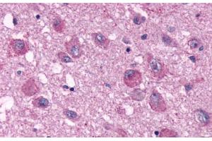 Anti-PPYR1 antibody  ABIN1049234 IHC staining of human brain. (NPY4R antibody  (Extracellular Domain))