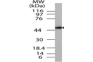 Image no. 1 for anti-Runt-Related Transcription Factor 2 (RUNX2) (AA 161-482) antibody (ABIN5027510) (RUNX2 antibody  (AA 161-482))
