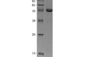 Validation with Western Blot (USP14 Protein (Transcript Variant 2) (His tag))