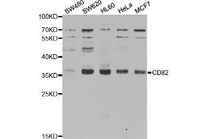 Western blot analysis of extracts of various cell lines, using CD82 antibody (ABIN5970896) at 1/1000 dilution. (CD82 antibody)