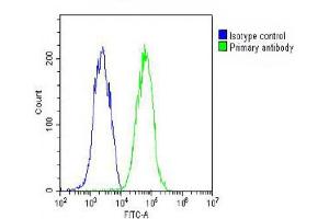 Overlay histogram showing HepG2 cells stained with (ABIN652609 and ABIN2842407) (green line). (RAB7A antibody  (C-Term))