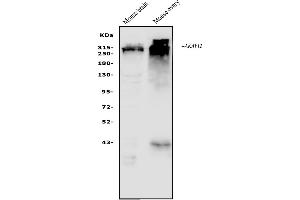 Western blot analysis of AKAP12 using anti-AKAP12 antibody (ABIN7601563). (AKAP12 antibody  (AA 387-1620))