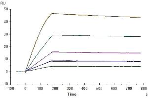 Human GFRAL, hFc Tag captured on CM5 Chip via Protein A can bind Human GDF15, His Tag with an affinity constant of 0. (GFRAL Protein (AA 19-351) (Fc Tag))