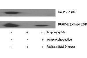 Western Blot (WB) analysis of specific cells using Phospho-DARPP-32 (T34) Polyclonal Antibody. (DARPP32 antibody  (pThr34))