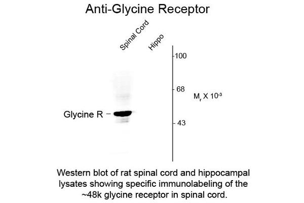 Glycine Receptor (GRD) (N-Term) antibody