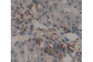 Figure. (MAP3K6 antibody  (AA 649-907))