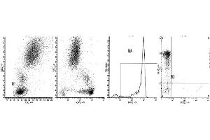 Image no. 1 for anti-Protein tyrosine Phosphatase, Receptor Type, C (PTPRC) antibody (ABIN1106409)