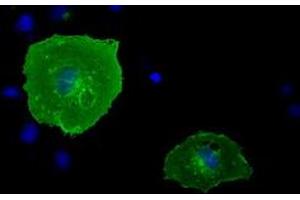 Immunofluorescence (IF) image for anti-Butyrophilin, Subfamily 1, Member A1 (BTN1A1) antibody (ABIN1496993) (BTN1A1 antibody)