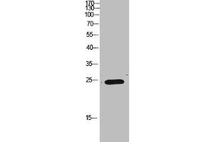 Western Blot analysis of HEPG2 cells using Antibody diluted at 1000.